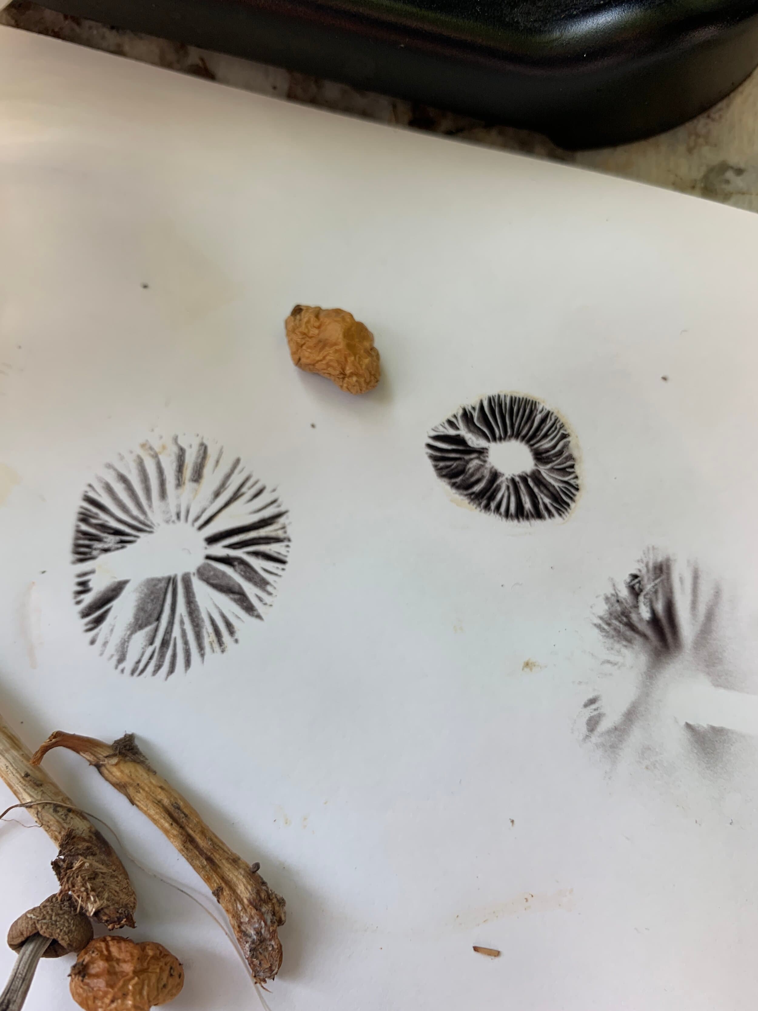 Brain Fog Part 3: Mold