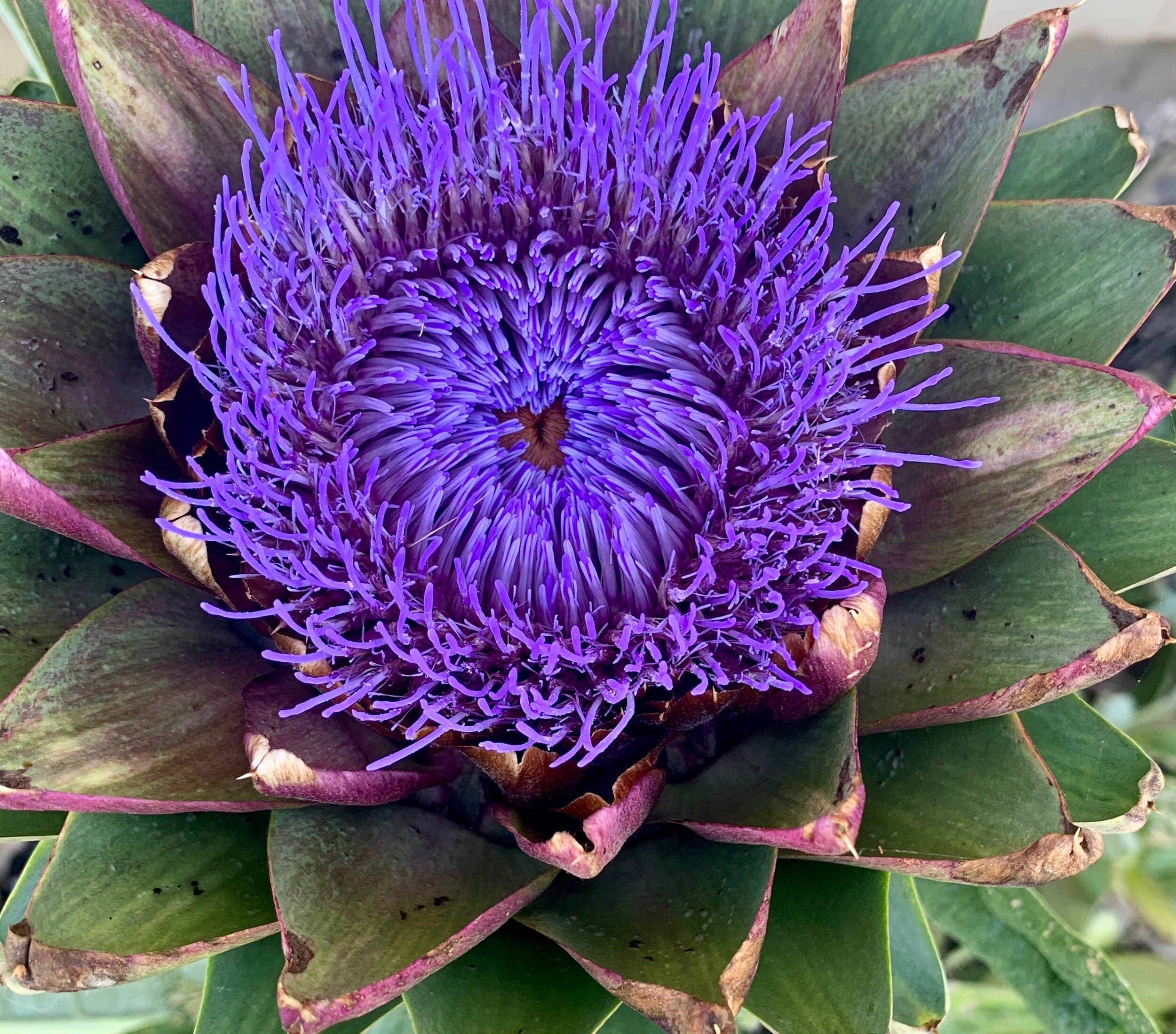 The Trauma-Brain-Gut Connection