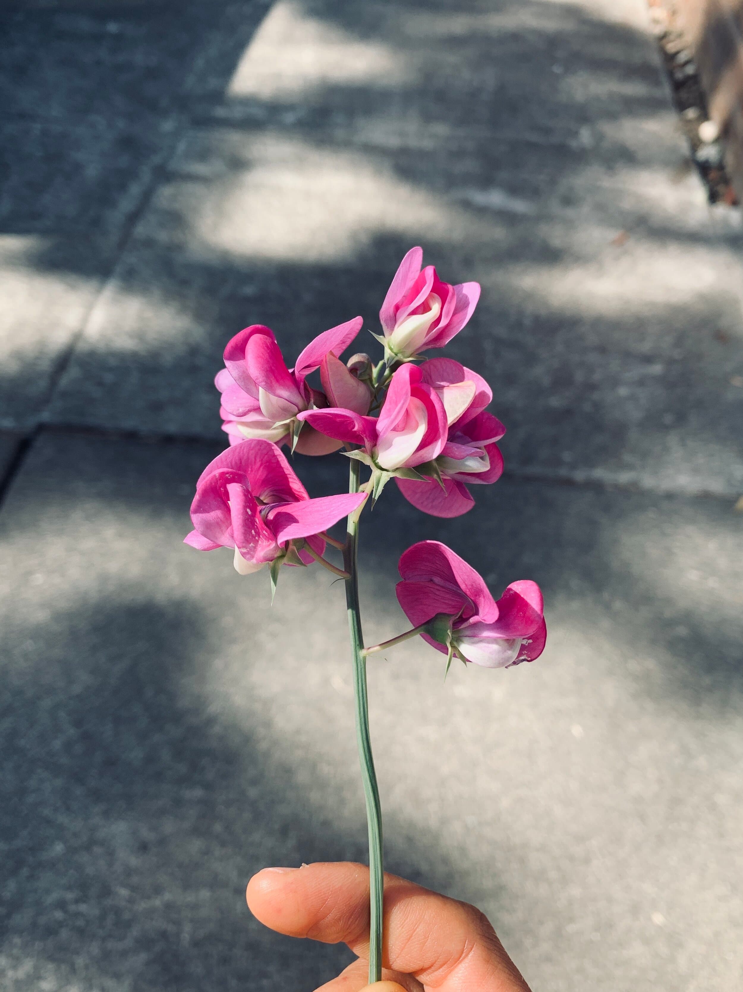 Hormonal Birth Control &amp;amp; Post-Birth Control Syndrome