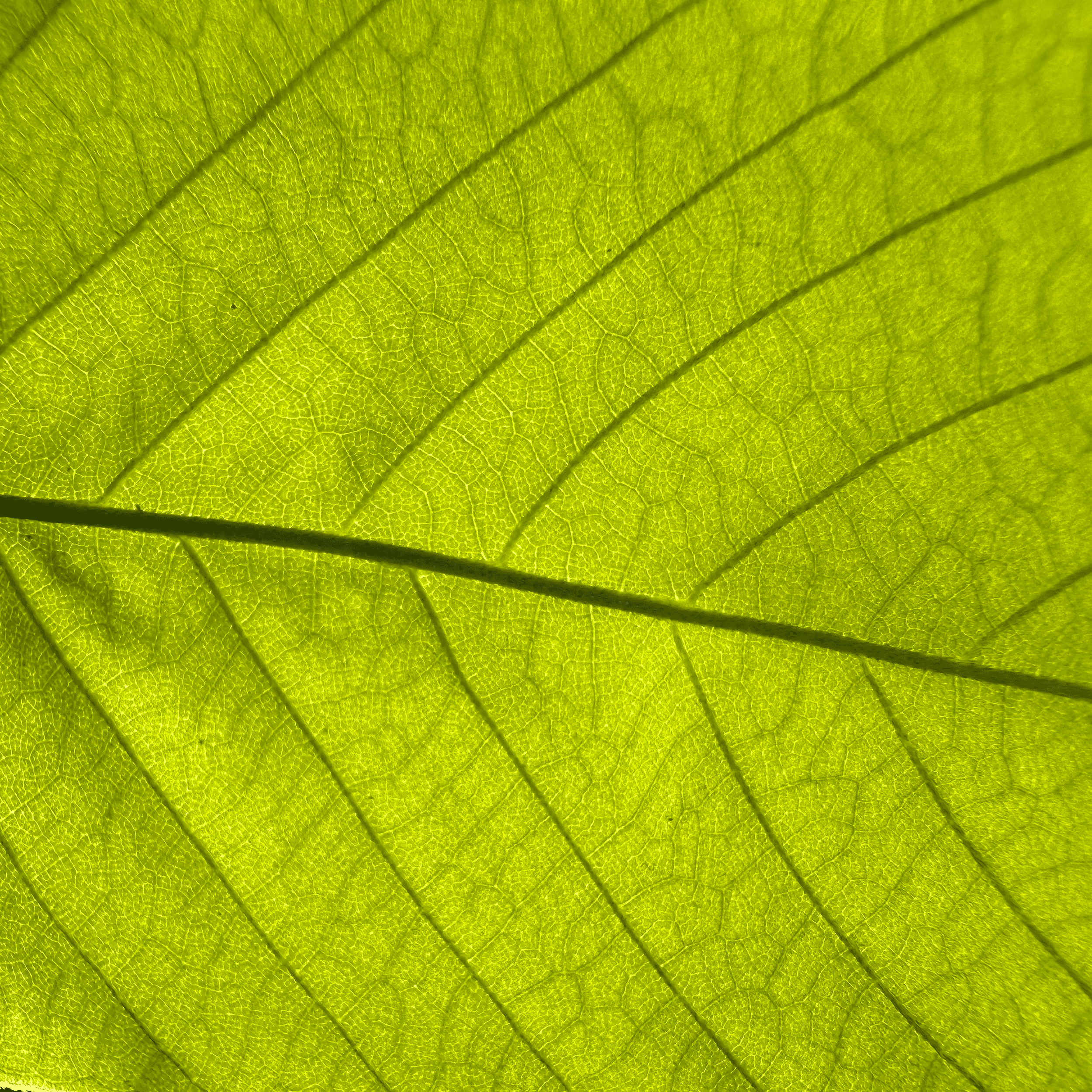 Constipation Relief: Back to Basics