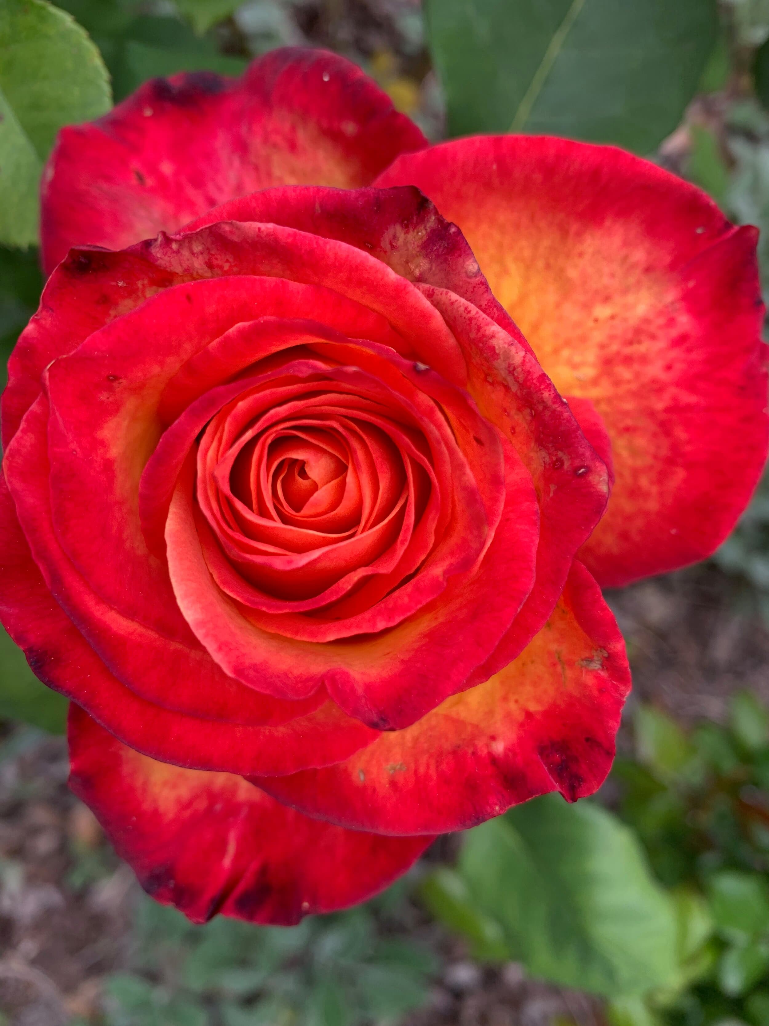 Insomnia, Liver Function, and Stress